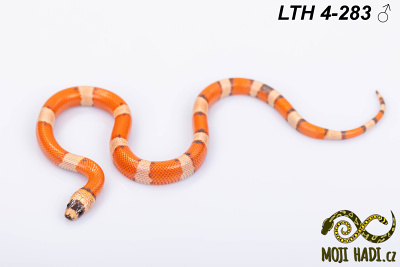 hadi na prodej, mládě, lampropeltis triangulum hondurensis, korálovka sedlatá , super hypo, tricolor, Honduran Milksnake, český chov hadů, odchov hadů, mojihadi.cz,
